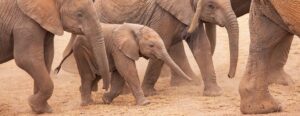 Baby Elephant walking with herd.