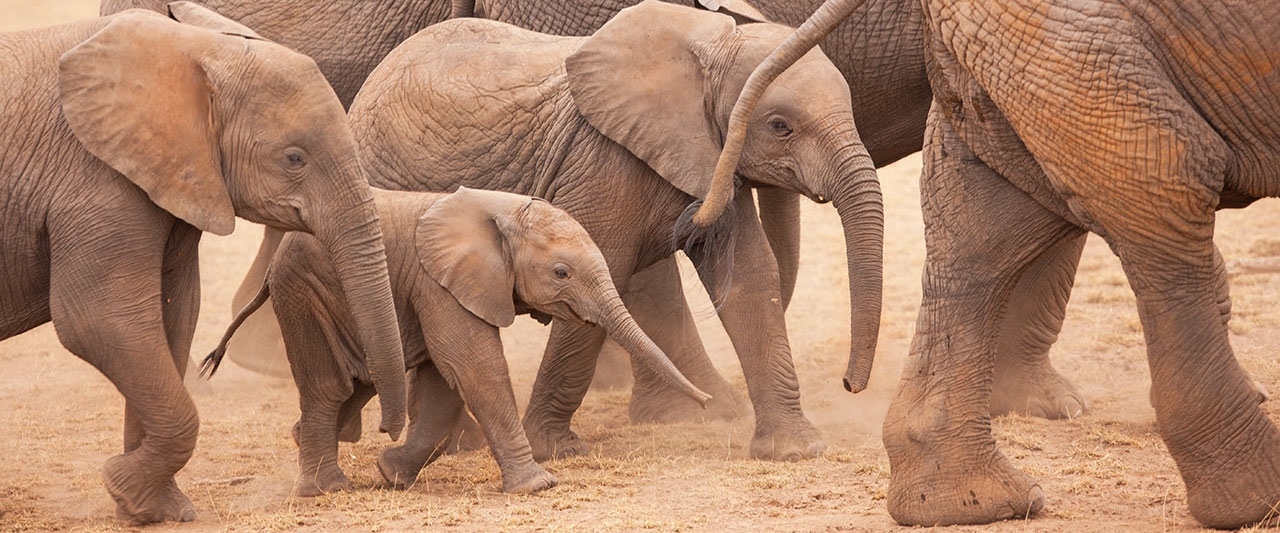 Baby Elephant walking with herd.